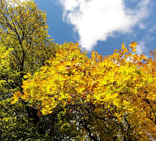 Herbstspaziergang durch den Bürgerpark Bremen