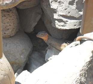 Wandern Maspalomas - San Agustin