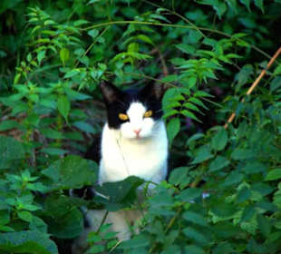 Schöner Kerl in einem Garten
