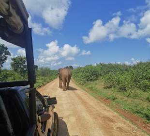 Safari
