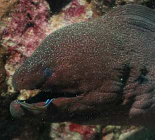 Riesenmuräne bei der Zahnpflege