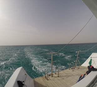 Delfinschwimmen Delfine & Meer