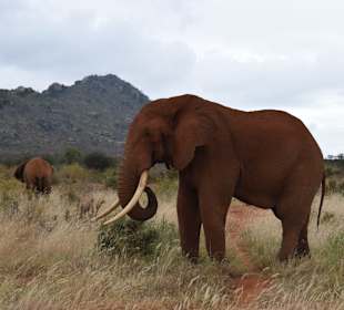 Tsavo Ost und West Safari
