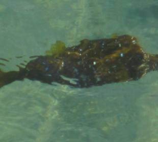 Schnorcheln Makadi Bay