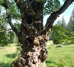 Wandern Hinterstoder