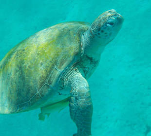 Marsa Mubarak Strand