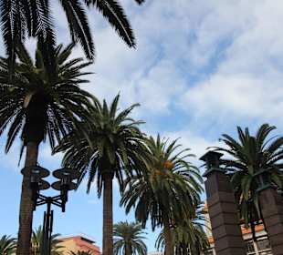 Palmen gibt es hier überall