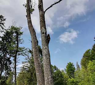 Affenberg Landskron