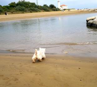 Lagunen Hunde erlaubt