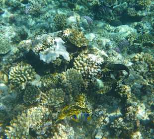 Schnorcheln Marsa Alam