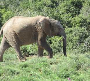 Elefanten im Addo Park