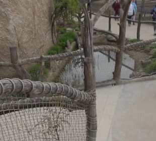 Südamerika Bereich - Jaguar