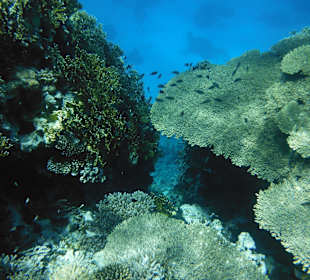 Riff vor Hurghada schöner gehts nicht