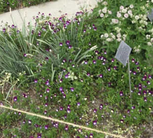 Alter botanischer Garten