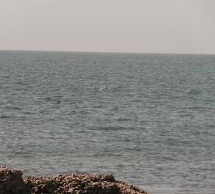 Delfinbucht