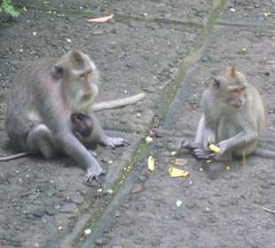 Monkey Forest