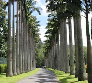 Пальмовая аллея