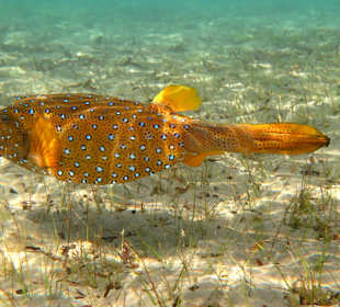 Gelbbrauner Kofferfisch