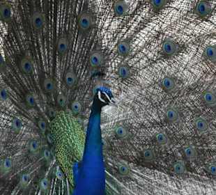 Pfau