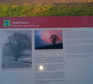 Sehenswürdigkeit Tinkoeiche