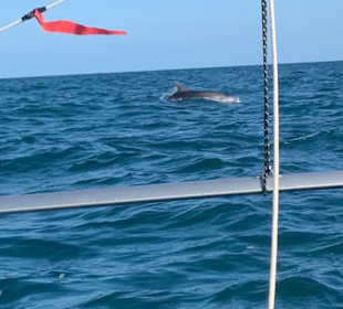 Delfintour Midoun