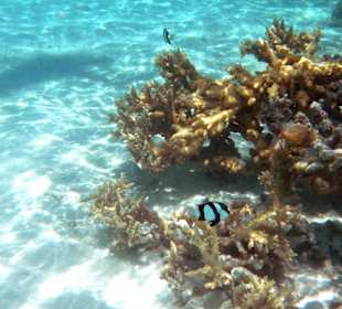 Überall sind Fische