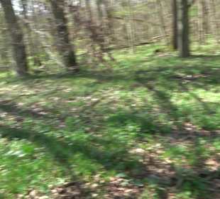 Baumlehrpfad Sontheim