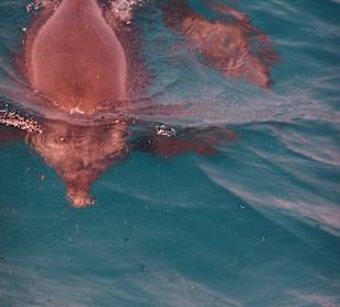 Die nächsten Delfine