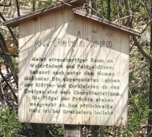Waldlehrpfad an der Lauter