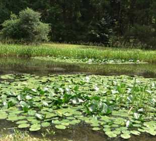Froschteich