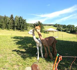 Wandern St. Johann im Pongau