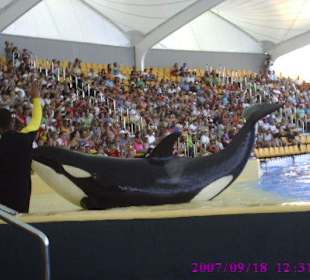 Orcashow im Orca Ocean