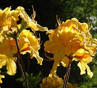 Hauptblüte im Rhododendronpark Bremen