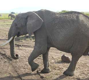 Der Bursche wollte keinen Platz machen