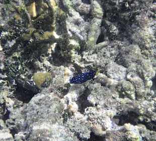 Unter Wasser am Hausriff