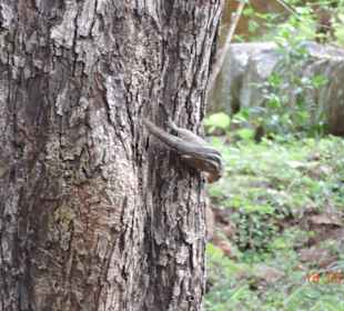 Gartenanlage Sigiriya Felsen