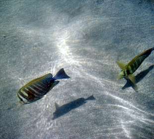 Schnorcheln El Quseir