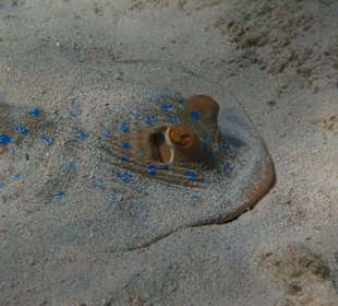 Blaupunkt-Stechrochen