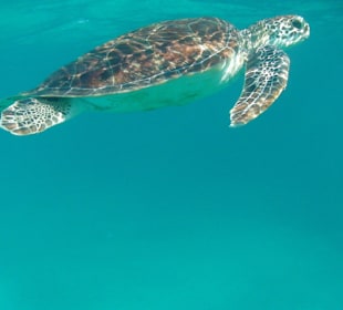 Karettwasserschildkröte - nicht weit vom Strand