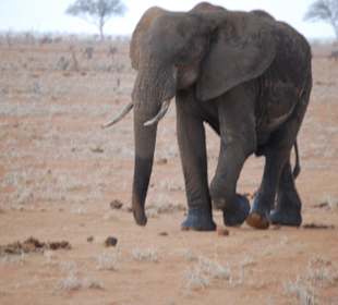Der mächtige Elefant (gereinigt)