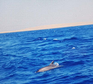 Delfinschwimmen Delfine & Meer