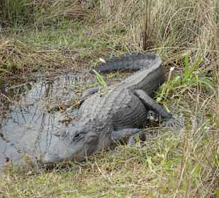 Everglades