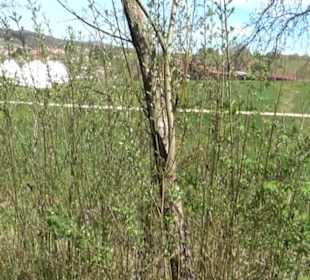Strauchlehrpfad