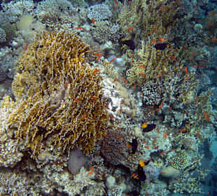 Подводный мир