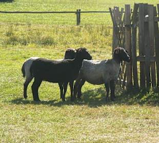 Zwierzęta w zagrodzie