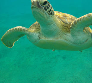 Schnorcheln Abu Dabab