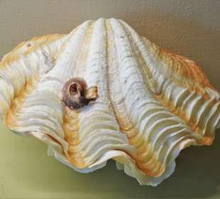 Rundgang durch das Muschelmuseum Wremen