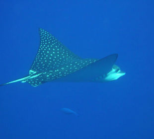 Adlerrochen am Hausriff