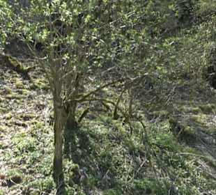 Waldlehrpfad an der Lauter