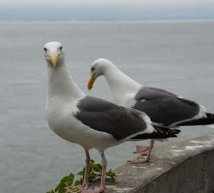 Es gibt viele Möwen auf der Insel, die dort brüten